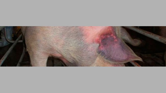 Naive Jungsauen haben sich auf natürlichem Weg mit PRRSV Typ 1 infiziert und zeigen Zyanose am Ohr („Blaue-Ohren-Krankheit”).