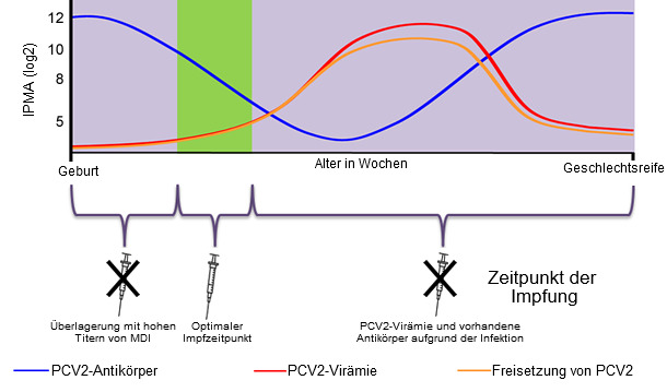 Optimaler Zeitpunkt für eine Impfung der Ferkel gegen PCV2