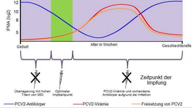 Optimaler Zeitpunkt für eine Impfung der Ferkel gegen PCV2