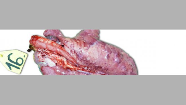 Lunge eines Ferkels, das 14 Tage p. i. gekeult wurde und mit dem hochpathogenen Typ I Subtyp 3 Stamm Lena inokuliert worden war.