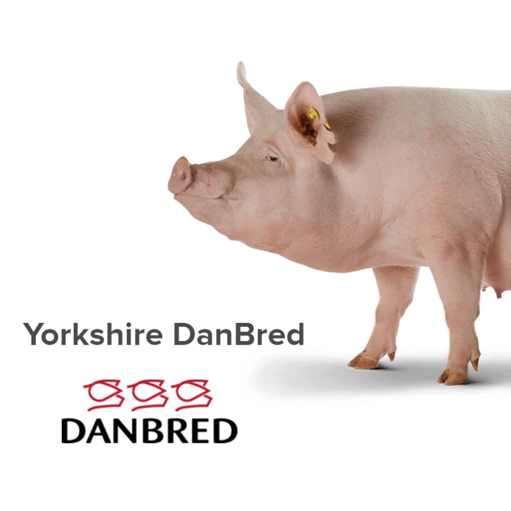 Landrace DanBred